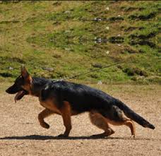 German shepherd puppy rescue virginia. German Shepherd German Shepherd Puppies German Shepherd Dog Information German Shepherd Breeders