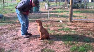 Obedience training, housebreaking, dog diet & nutrition Hungarian Vizsla Puppy Training Youtube