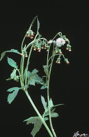 Image result for Crassocephalum crepidioides