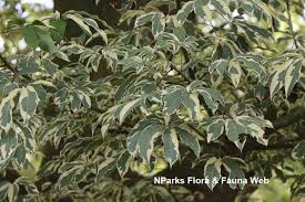 Image result for Sebaea pentandra