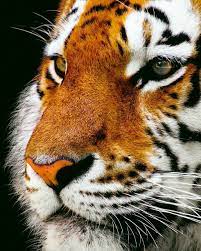 tiger face tiger face animal pictures for kids animal humor dog