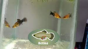 Cara Membedakan Ikan Molly Golden Black Jantan Dan Betina Youtube