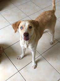 Pic hide this posting restore restore this posting. Labrador Retriever Puppies For Sale Tampa Fl 320811