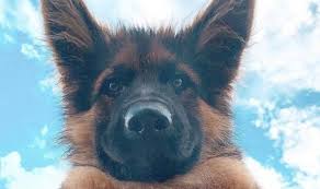 How long do sheep live/breed? How Long Do German Shepherds Live Pettime