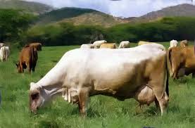 Carora Cattle Is A Cattle Breed Developed From Cross Breeding The Braunvieh With The Criollo In The Northwestern Venezuelan Stat Breeds Of Cows Cow Calf Cattle