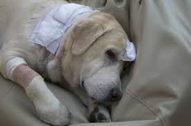 Don't panic if you find a lump. Cancer In Dogs When My Dog Has Diseased Ss Pet Symptoms