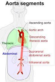 Artery vein capillary comparison.png 1,416 × 672; Aorta Wikipedia