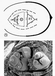 Image result for Pycreus nigricans