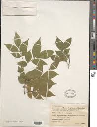 Image result for Haplocoelum