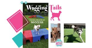 Maybe you would like to learn more about one of these? Wagging Tails The Real Measure Of Success Pet Boarding And Daycare