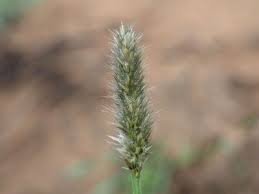 Image result for Enneapogon scoparius