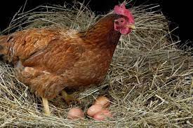 Kalau tidak salah telur ayam adalah organ. Telur Ayam Modifikasi Ini Bisa Bantu Membunuh Sel Kanker