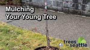All the materials used in making them are ethically sourced and humanely produced. Mulching Your Tree Trees Seattle Gov