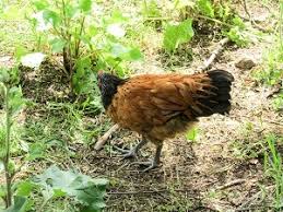 Und mit ihrer unaufgeregten art dafür sorgen, dass der mensch auch wir klären hier die wichtigsten fragen rund um die private hühnerhaltung. Huhnerhaltung Im Garten Garten Ratgeber Net Garten Tipps Fur Hobbygartner