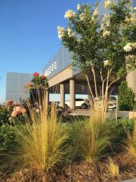 Maybe you would like to learn more about one of these? Crape Myrtle Pruning Insect Issues Hall Stewart Lawn Landscape