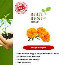 Bunga marigold berwarna cerah dan mencolok. Bibit Benih Bunga Marigold Lazada Indonesia