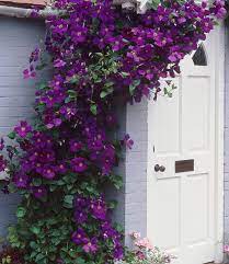 Maybe you would like to learn more about one of these? Clematis The President Clematis Waldrebe Bei Baldur Garten