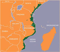 Image result for Commiphora fulvotomentosa