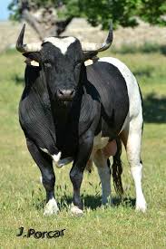 Black And White Bull Pin By Carmen Febres On Tauromagia Animals Beautiful Bull Riders Bull Cow