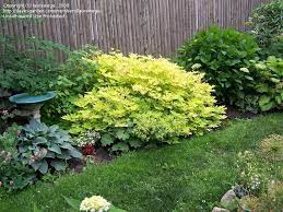 Full Size Picture Of Bleeding Heart Gold Heart Dicentra Spectabilis Bleeding Heart Shade Plants Plants