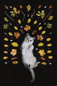 We have a massive amount of desktop and mobile backgrounds. Cat Wallpaper 42 Best Free Wallpaper Cat Animal And Pet Photos On Unsplash