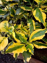 Hydrangea Lemon Wave Foliage Very Striking Photo By Jan R Fuller Hosta Varieties Planting Flowers List Of Flowers
