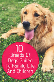 Border collies top the list of the smartest dog breeds. 10 Breeds Of Dogs Suited To Family Life And Children