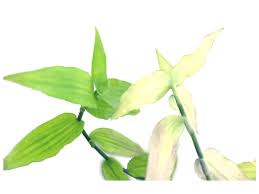 Image result for Aneilema aequinoctiale