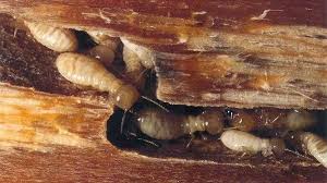 Which termite control products are the best? Pest Control Scoop It Pesttreatment Pestcontrol Doityourselfpestcontrol Pestcontrolservices Pestrepeller Prev Termite Control Best Pest Control Pest Control