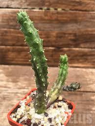 Image result for Huernia hislopii