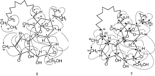 Image result for Synaptolepis