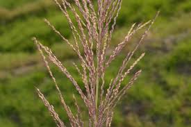 Image result for Arundinella nepalensis