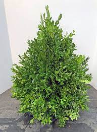 How To Make A Boxwood Tree Hyannis Country Garden Boxwood Tree Country Gardening Boxwood