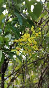 Image result for Tristellateia africana