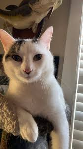 Found small female cat in Evansville?