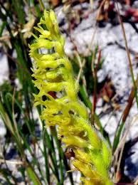 Image result for Holothrix villosa