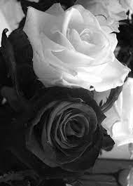 It struck by all accounts just after 10:30 last night in this, the last week of january. Fotos No Painel De Comentarios Da Comunidade Vk In 2021 Black And White Roses Black Rose Black And White Photographs