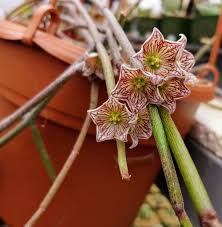 Image result for Cynanchum