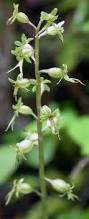 Image result for Nesaea cordata