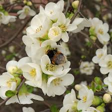 Image result for Buchnera speciosa