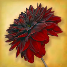 Black Dahlia Mejores Flores Flor De Dalia Flores Exoticas