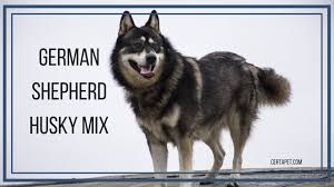 German Shepherd Husky Mix The True Alpha Certapet