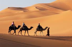 Or if chariots are better. Camel Fun Facts And Trivia