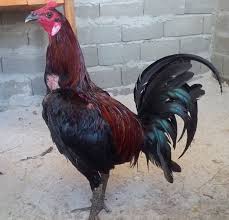 Vidio pertandingan sabung ayam kolombia 21 oktober 2019 (s128).mp4. Your Seo Optimized Title
