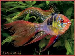 Microgeophagus Ramirezi Jpg 580 435 Ikan Tropis Ikan Eksotis Cichlids