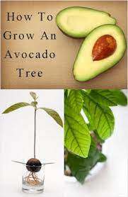 Example Grow Avocado Growing An Avocado Tree Avocado Tree