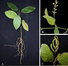 Image result for Pleurolobus