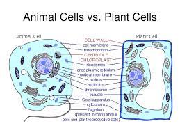Both plant and animal cells have ribosomes and peroxisomes. Parts Of The Cell Ppt Download