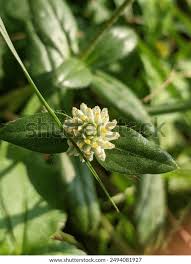 Image result for Gomphrena celosioides