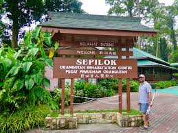This is malaysian malays : Sepilok Orangutan Rehahabilitation Centre Borneo Malaysia Live The Dream With Tori